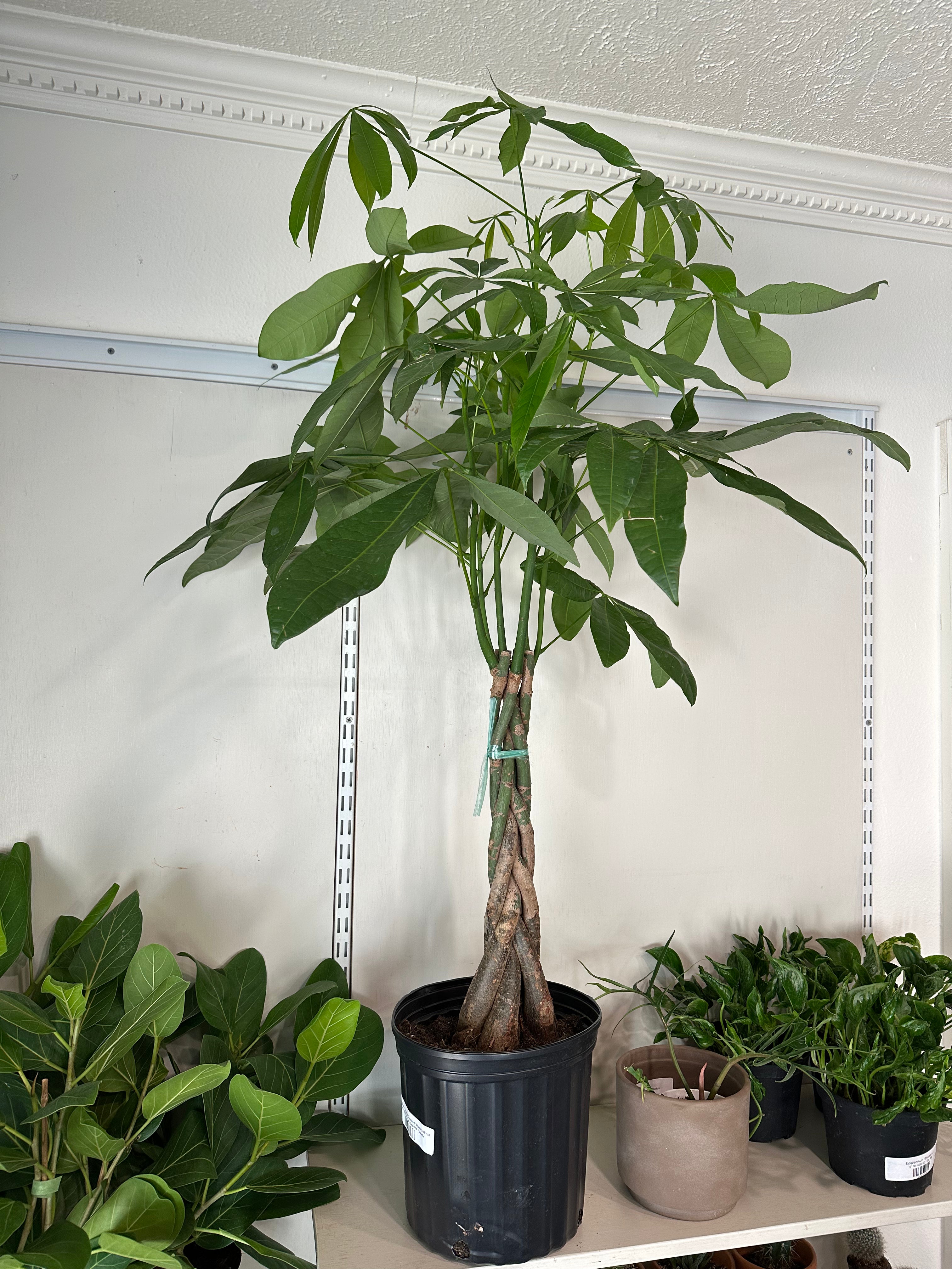 money tree guiana chestnut Money Tree 'Guiana Chestnut' Pachira Braid – Dirt Bag