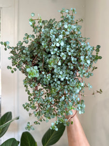 Dirt bag_ Pilea glauca 'Aquamarine'