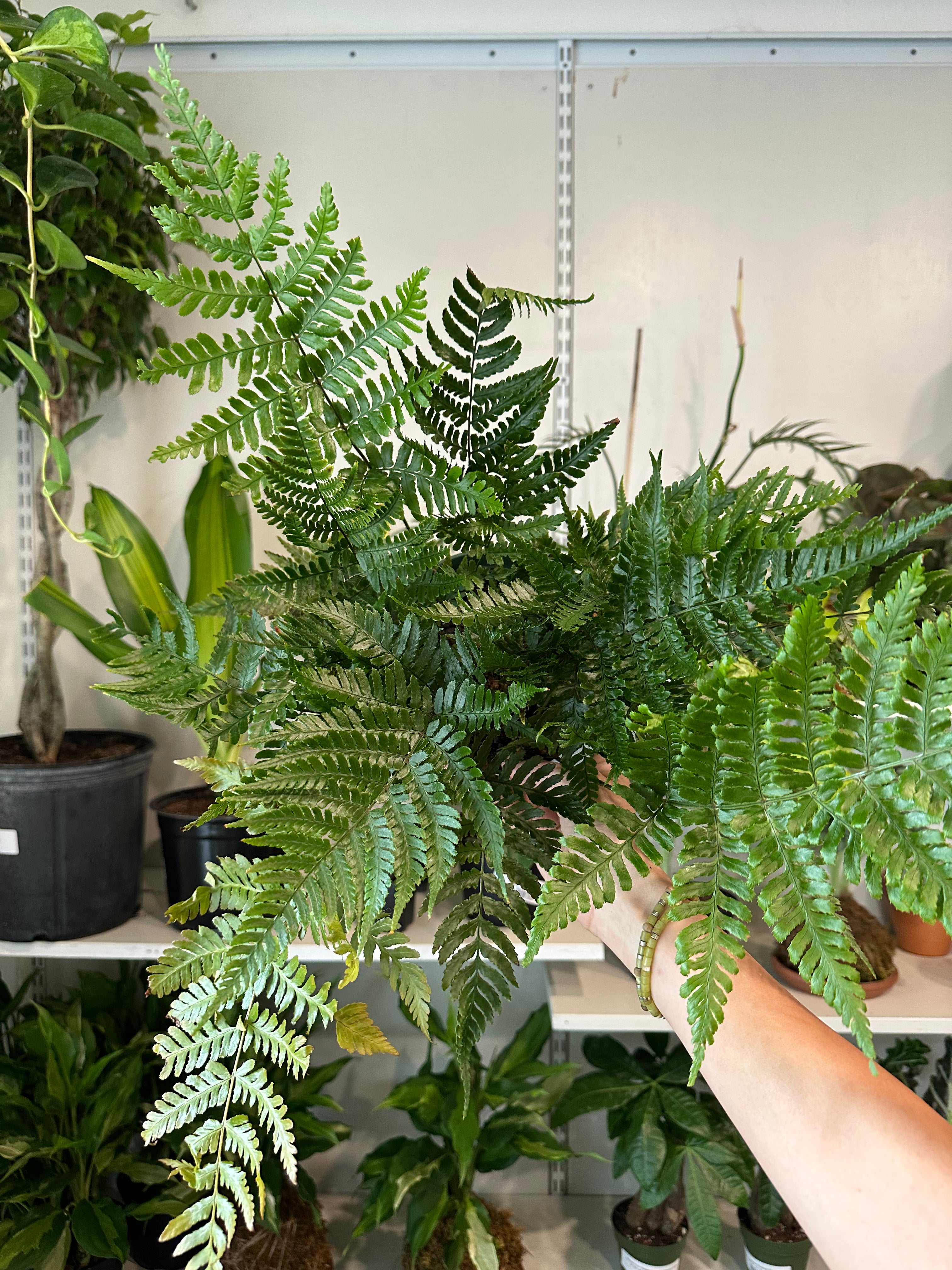 Dryopteris Autumn Fern