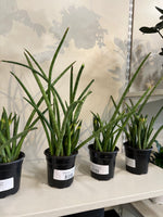 Load image into Gallery viewer, Sansevieria 'Cylindrica'
