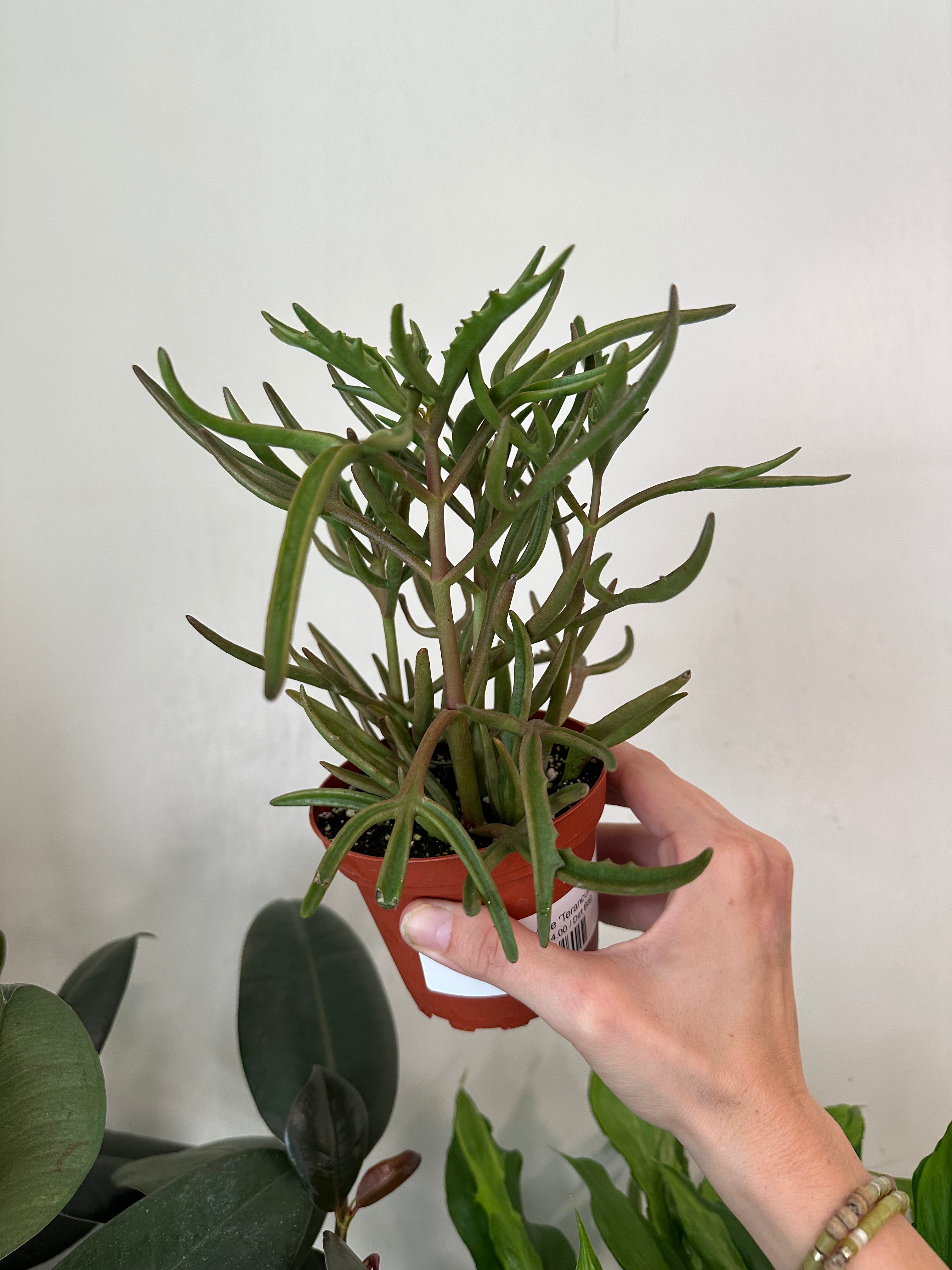 Kalanchoe 'Terancula'