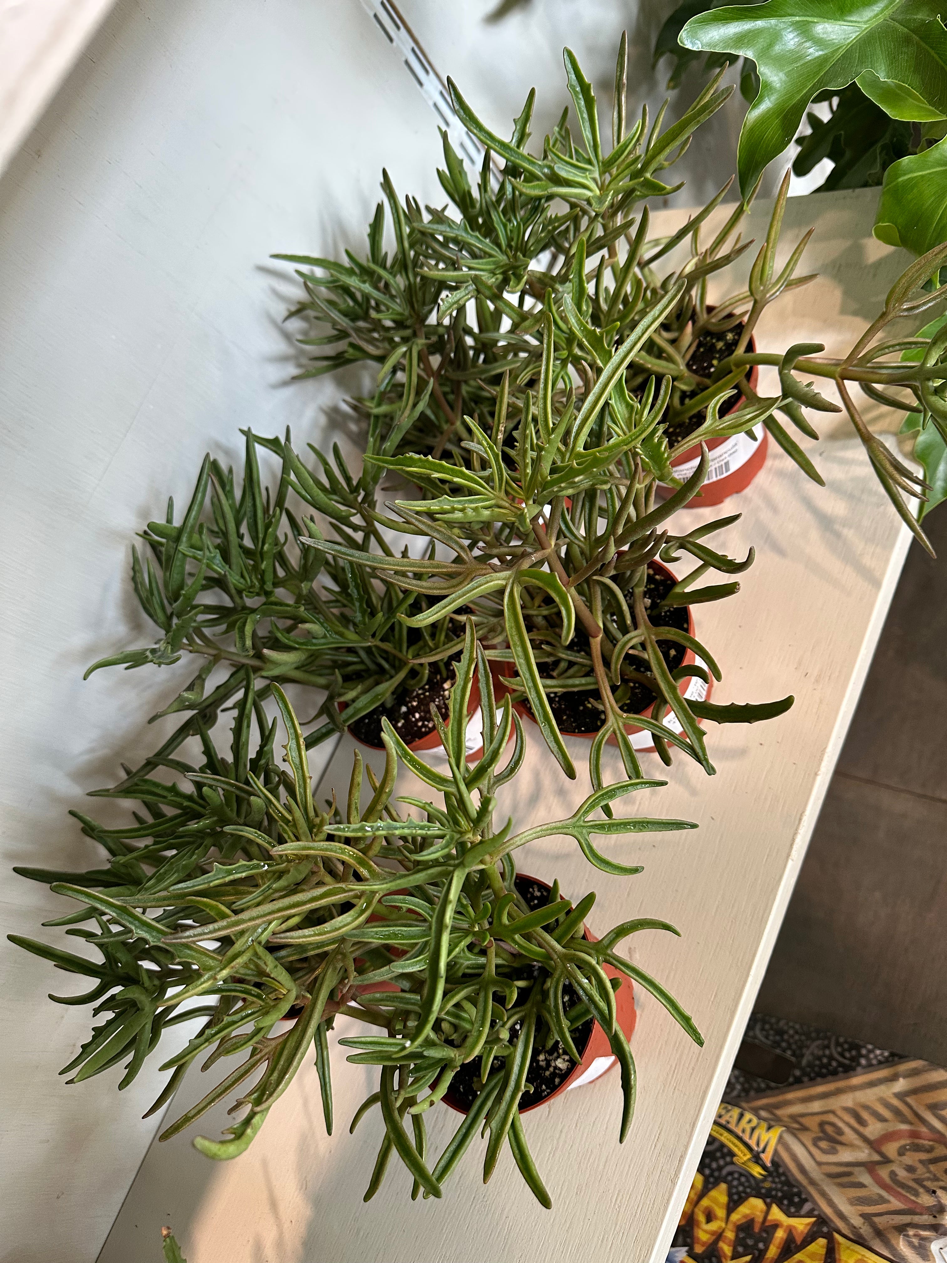 Kalanchoe 'Terancula'