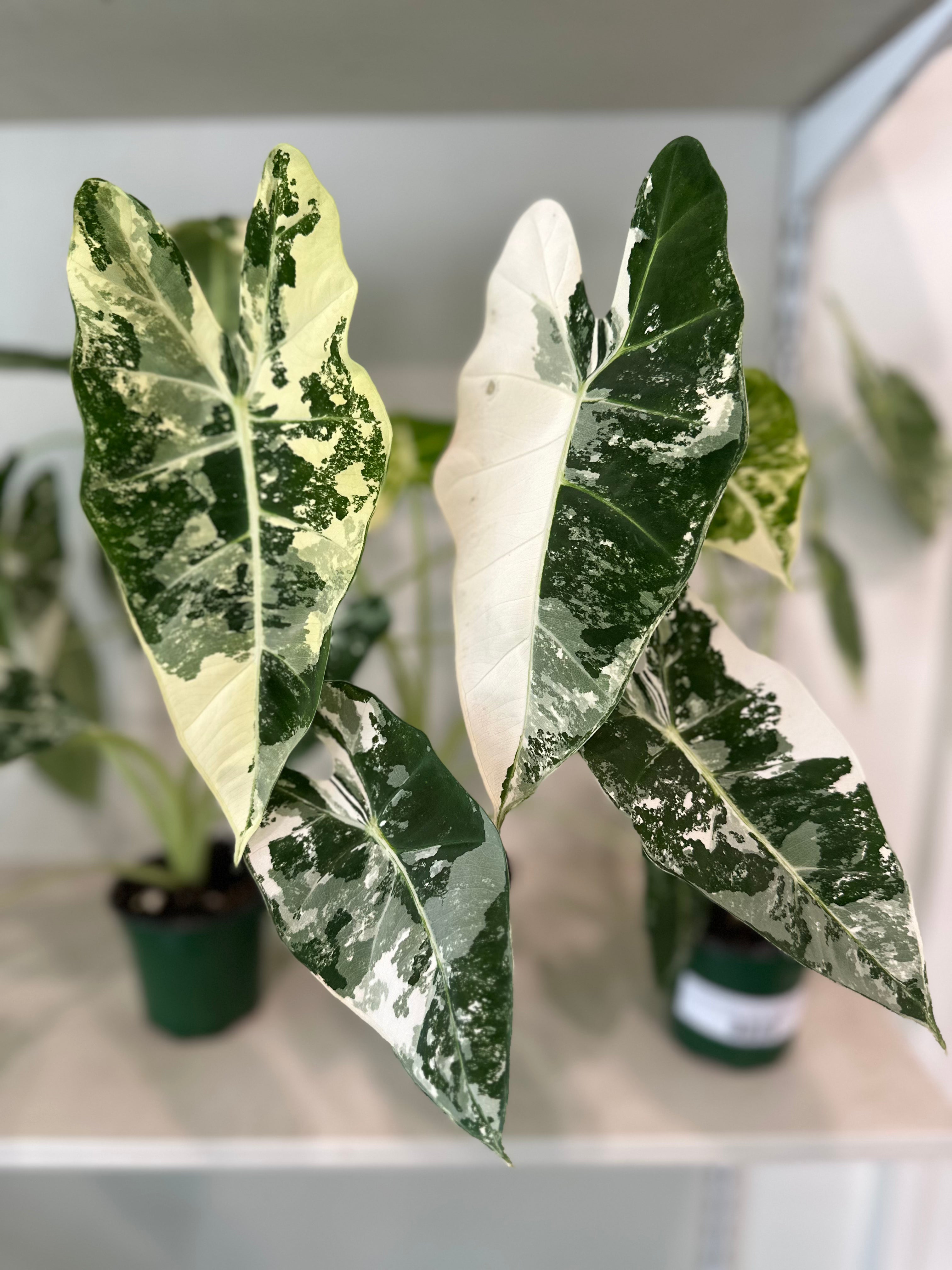 Alocasia Micholitziana 'Frydek' Variegated