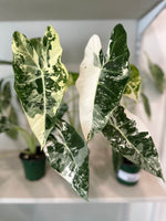 Load image into Gallery viewer, Alocasia Micholitziana 'Frydek' Variegated
