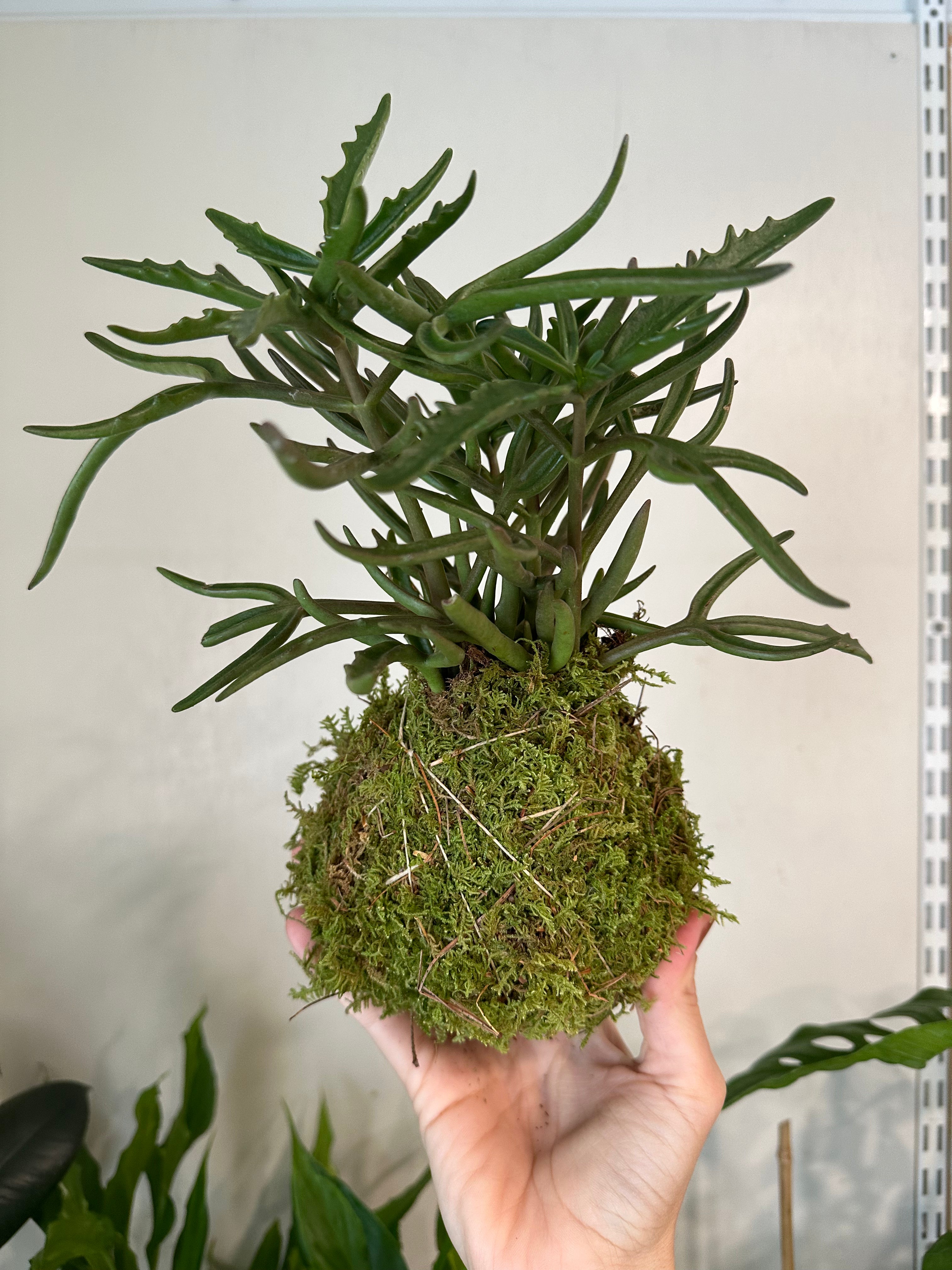 Kalanchoe 'Terancula'