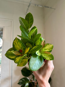 Hoya ‘Australis Lisa’