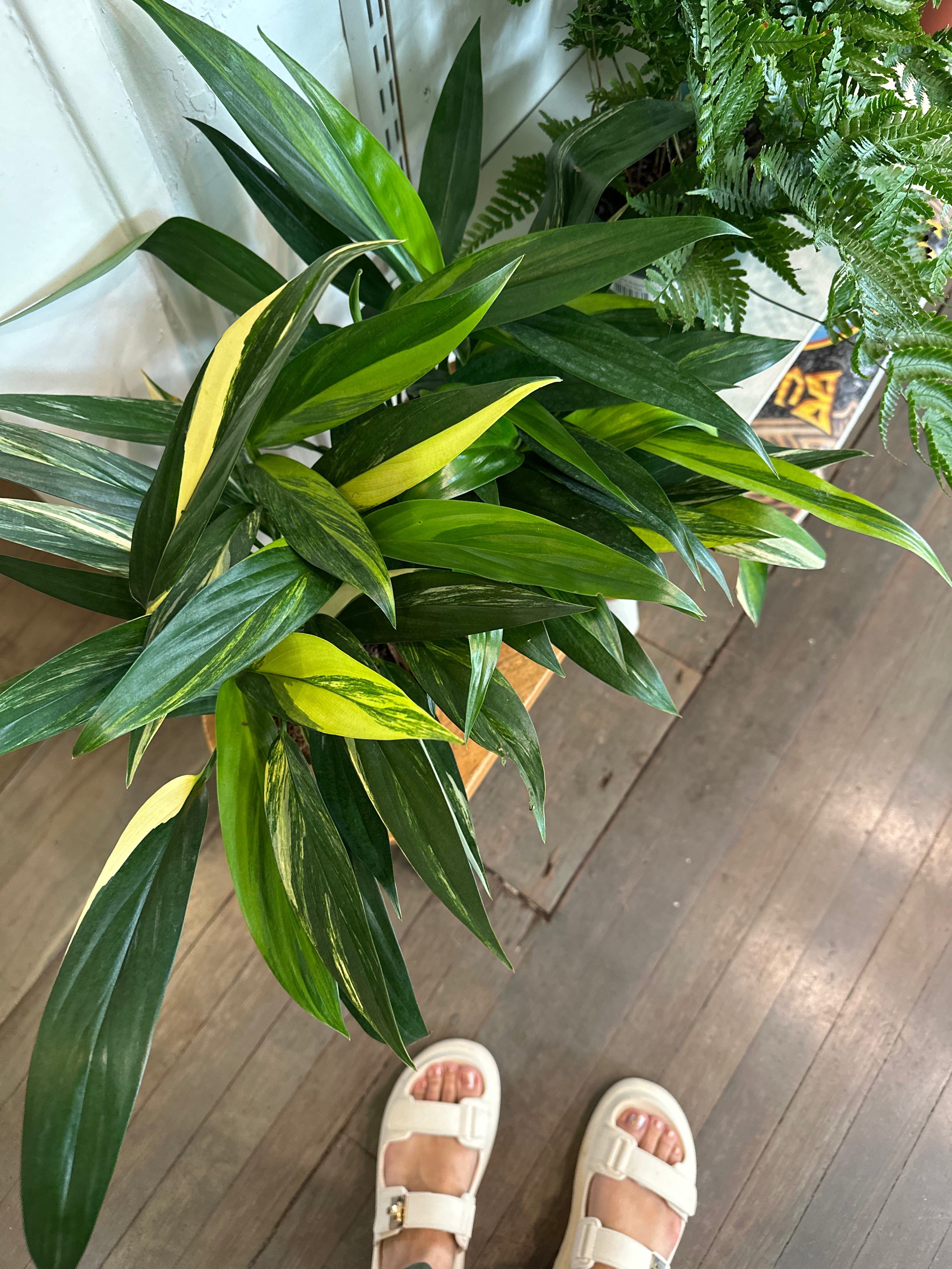 Epipremnum Amplissimum Variegated