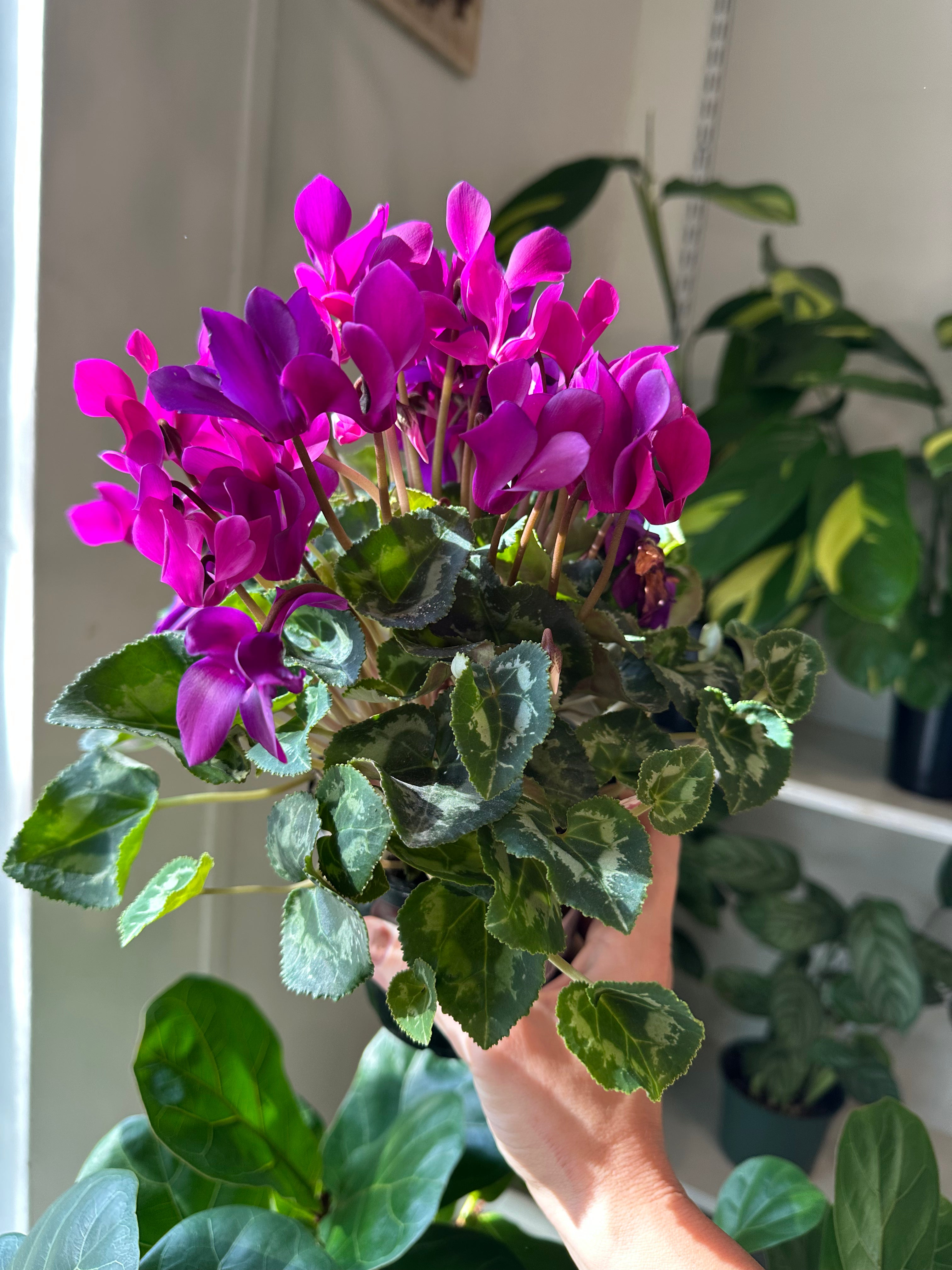 Cyclamen