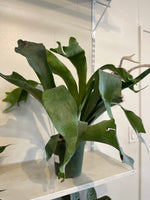 Load image into Gallery viewer, Fern 'Staghorn'

