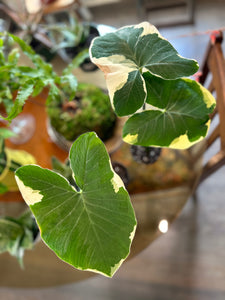 Alocasia ‘Mickey Mouse’