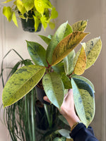 Load image into Gallery viewer, Ficus 'Shivereana Moonshine'
