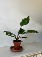 Load image into Gallery viewer, Dirt Bag_ Philodendron ‘Choco Empress’
