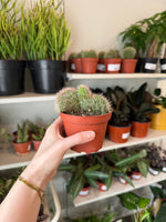 Load image into Gallery viewer, Stenocereus Hollianus 'Crested Teddy Bear Cactus'
