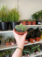 Load image into Gallery viewer, Stenocereus Hollianus 'Crested Teddy Bear Cactus'
