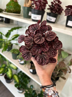Load image into Gallery viewer, Dirt Bag_'Red Ripple' Peperomia
