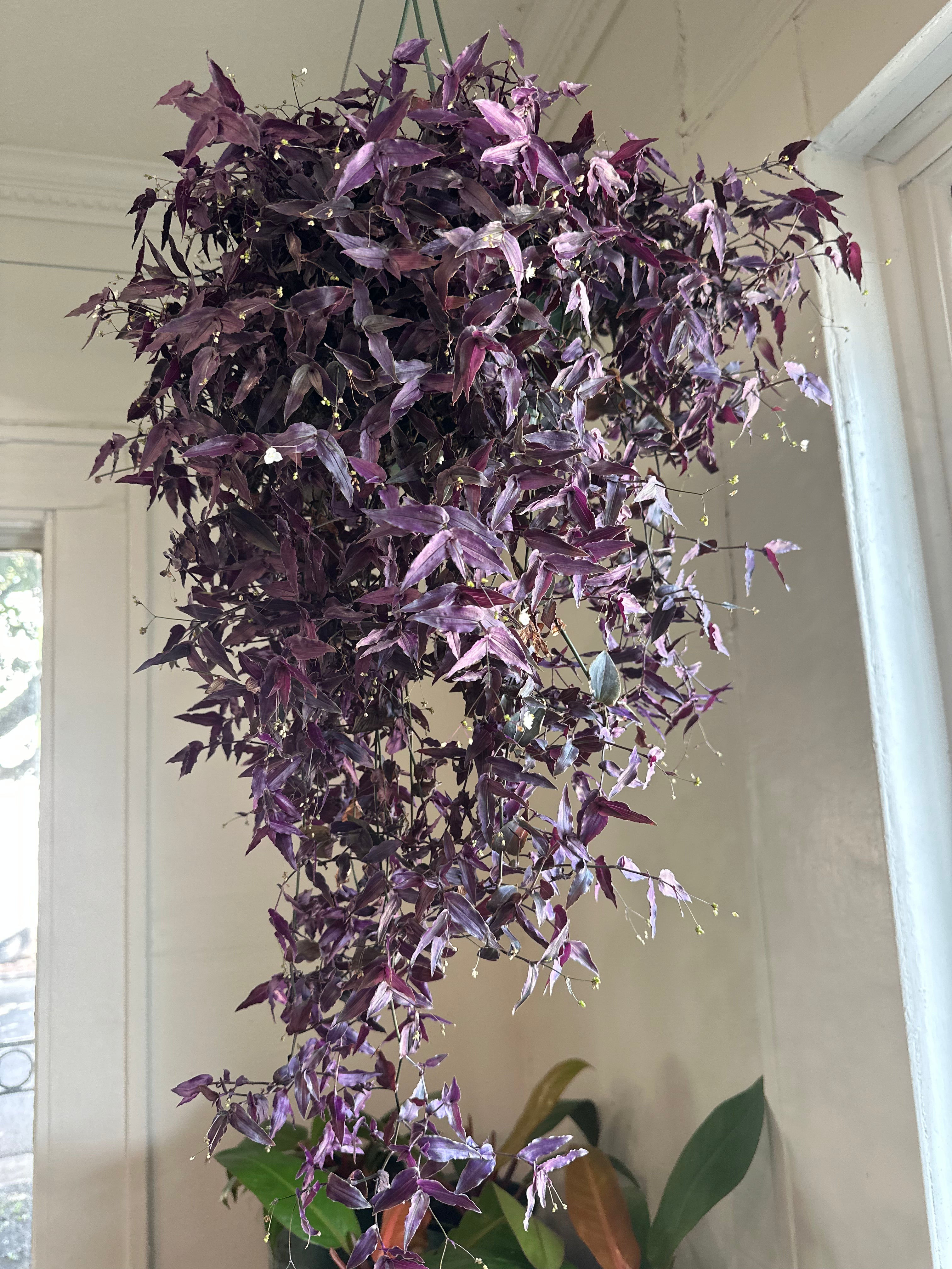 Tradescantia ‘Bridal Veil’