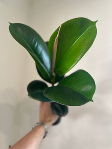 Ficus Elastica 'Chloe'