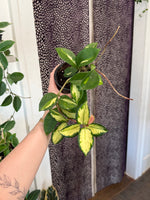 Load image into Gallery viewer, Hoya Carnosa ‘Krimson Princess’
