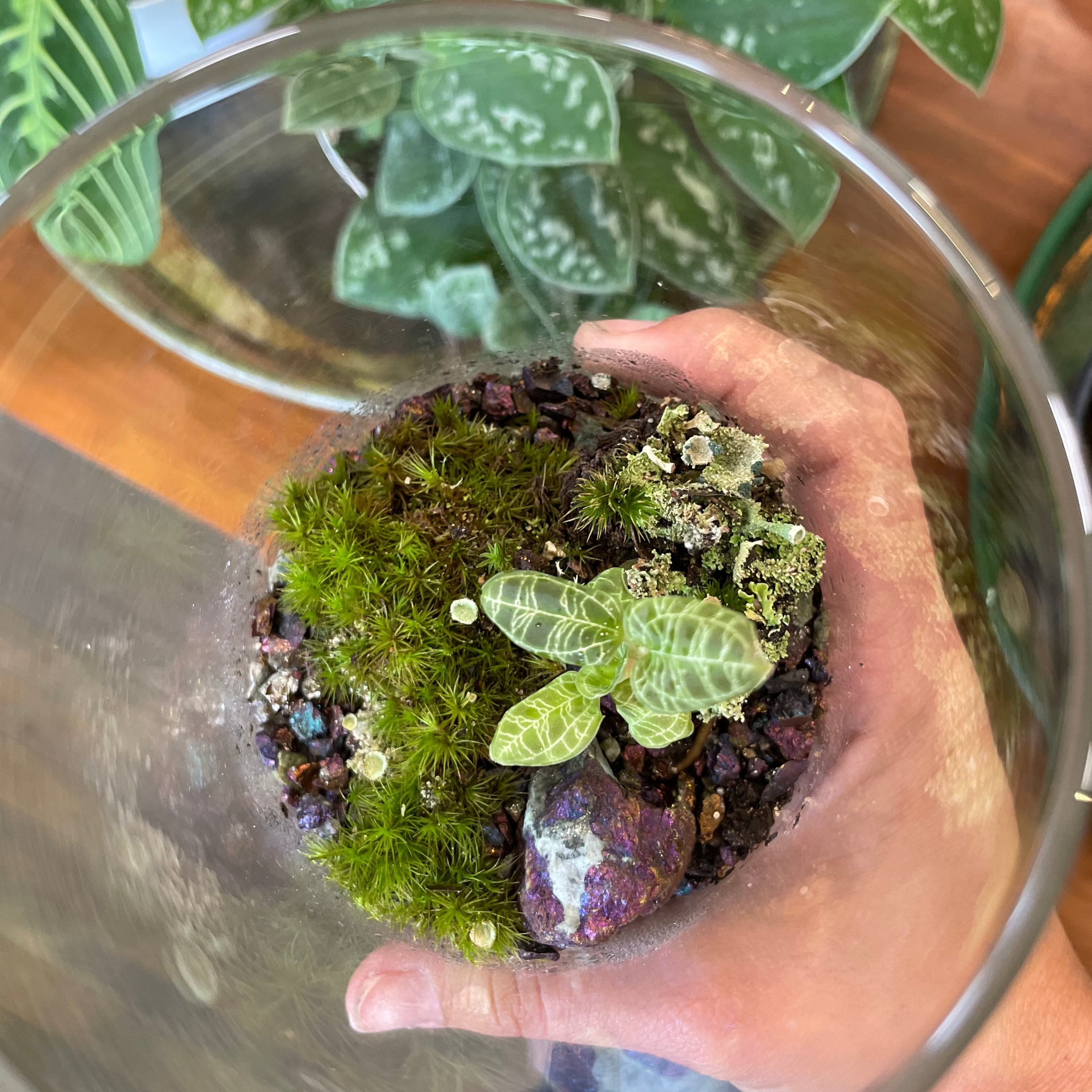 Holiday Terrarium Workshop (Sunday, Dec 14th)