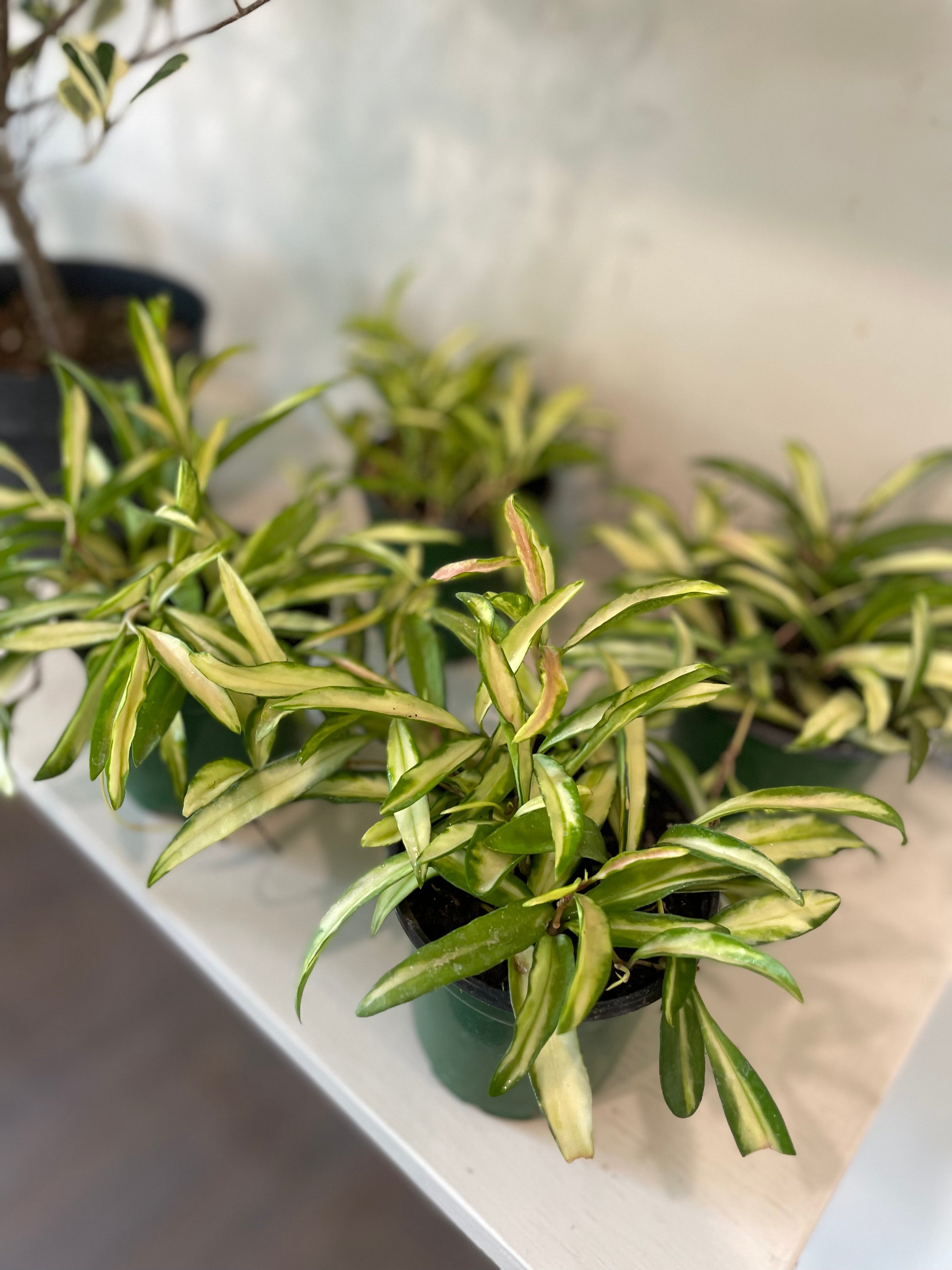 Hoya 'Wayetti' Variegated