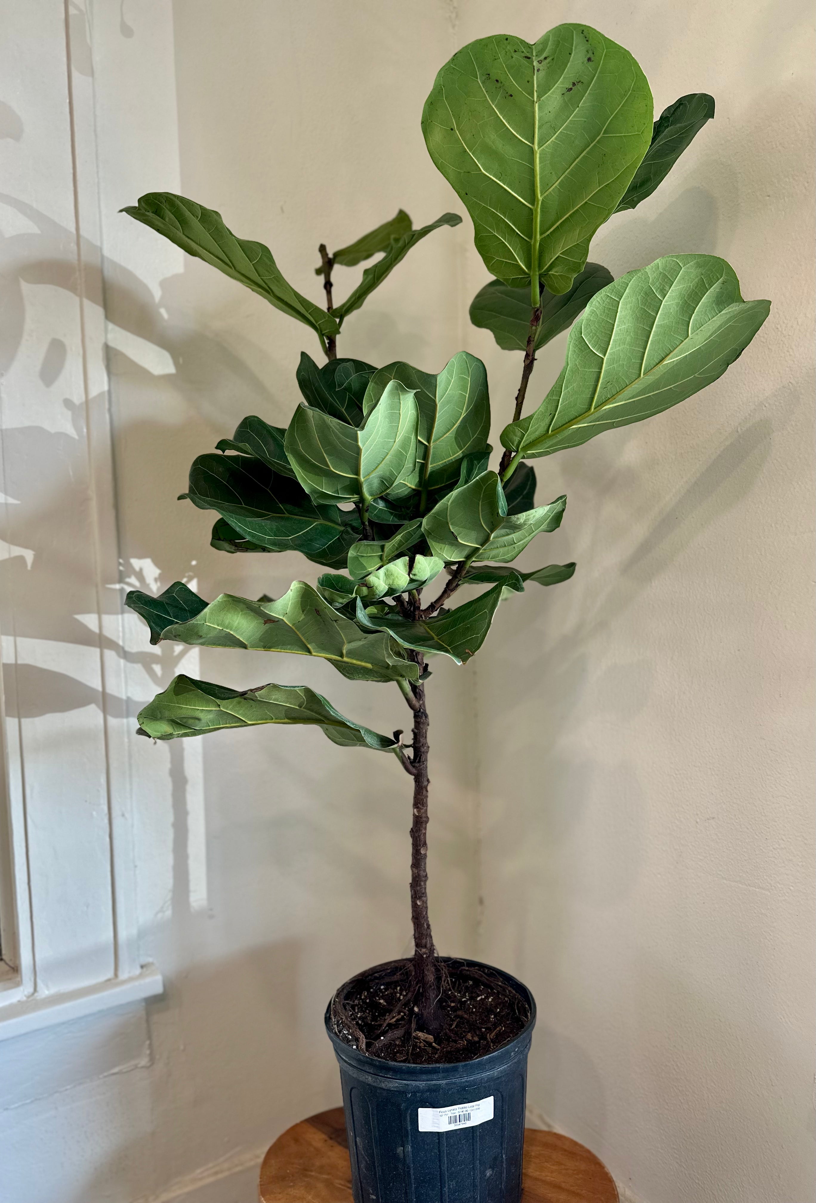 fiddle leaf fig in the ground Ficus Lyrata 'Fiddle Leaf Fig' – Dirt Bag