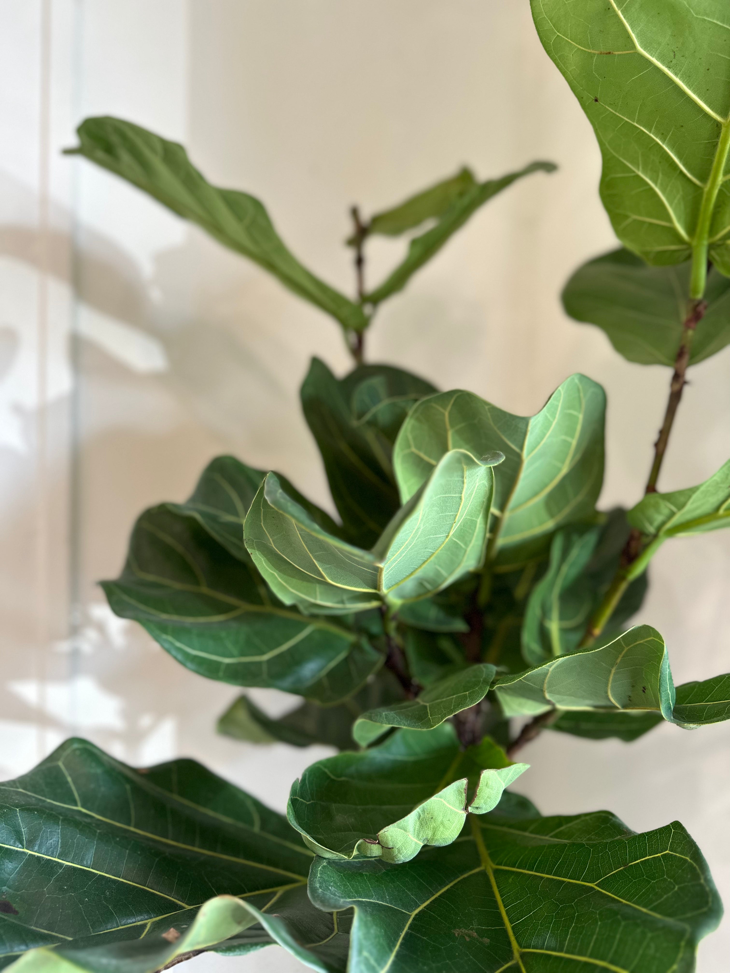 fiddle leaf fig epsom salt Ficus Lyrata 'Fiddle Leaf Fig' – Dirt Bag