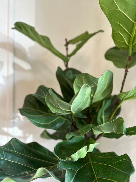 fiddle leaf fig houston Ficus Lyrata 'Fiddle Leaf Fig' – Dirt Bag