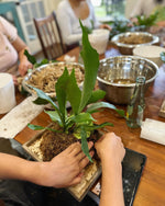 Load image into Gallery viewer, Staghorn Mounting Plant Party
