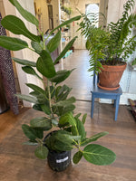 Load image into Gallery viewer, Ficus ' Audrey'

