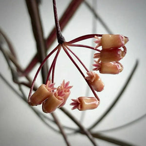 Hoya 'Insularis'