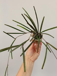 Hoya 'Insularis'