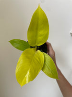 Load image into Gallery viewer, Philodendron 'Moonlight'

