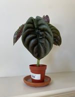Load image into Gallery viewer, Alocasia Cuprea 'Red Secret'
