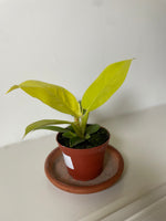Load image into Gallery viewer, Philodendron 'Moonlight'
