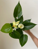 Load image into Gallery viewer, Dirt Bag_ Anthurium 'White'
