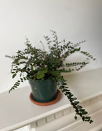 Load image into Gallery viewer, Fern 'Lemon Button'
