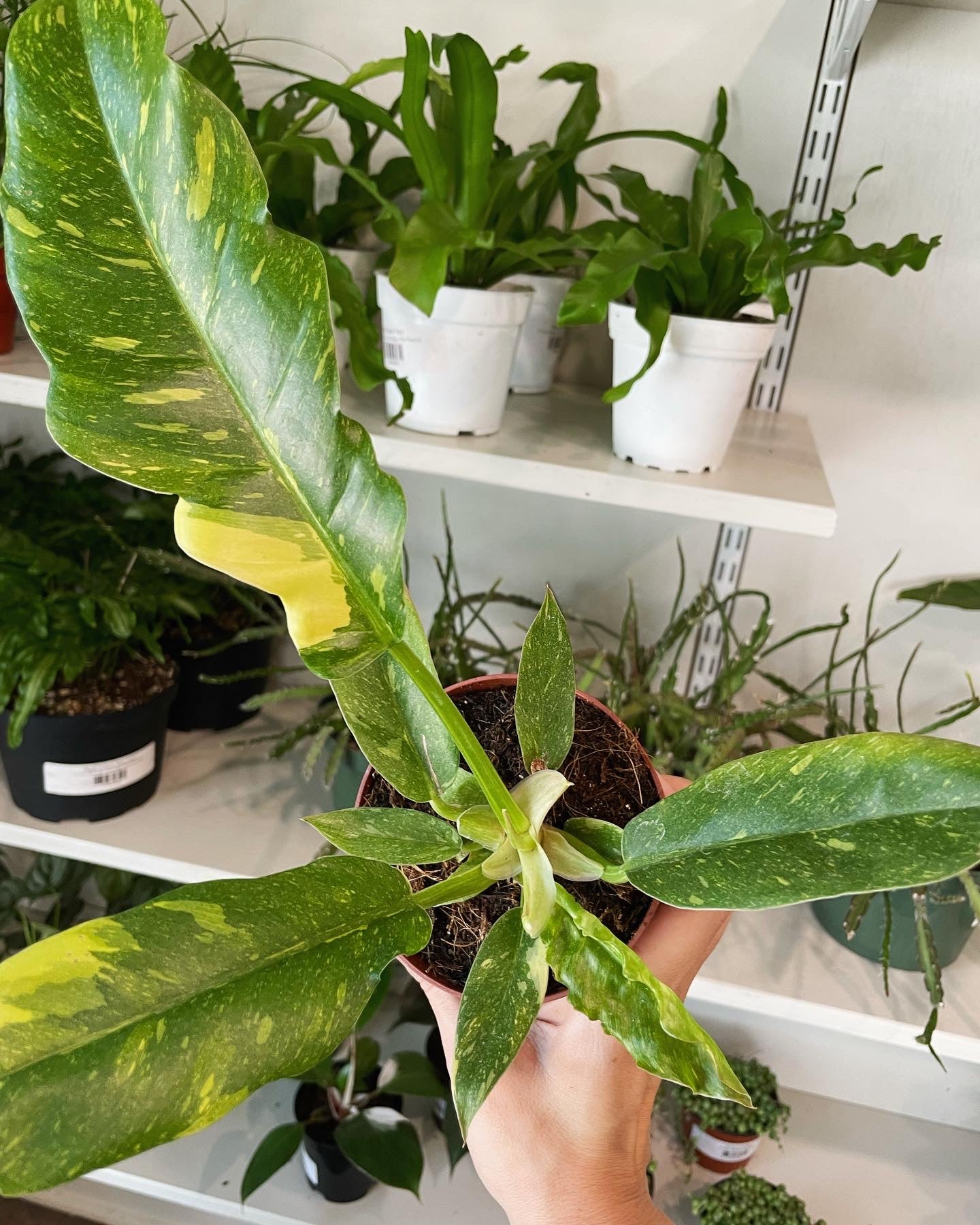 ring of fire philodendron seeds Philodendron 'Ring of Fire' – Dirt Bag