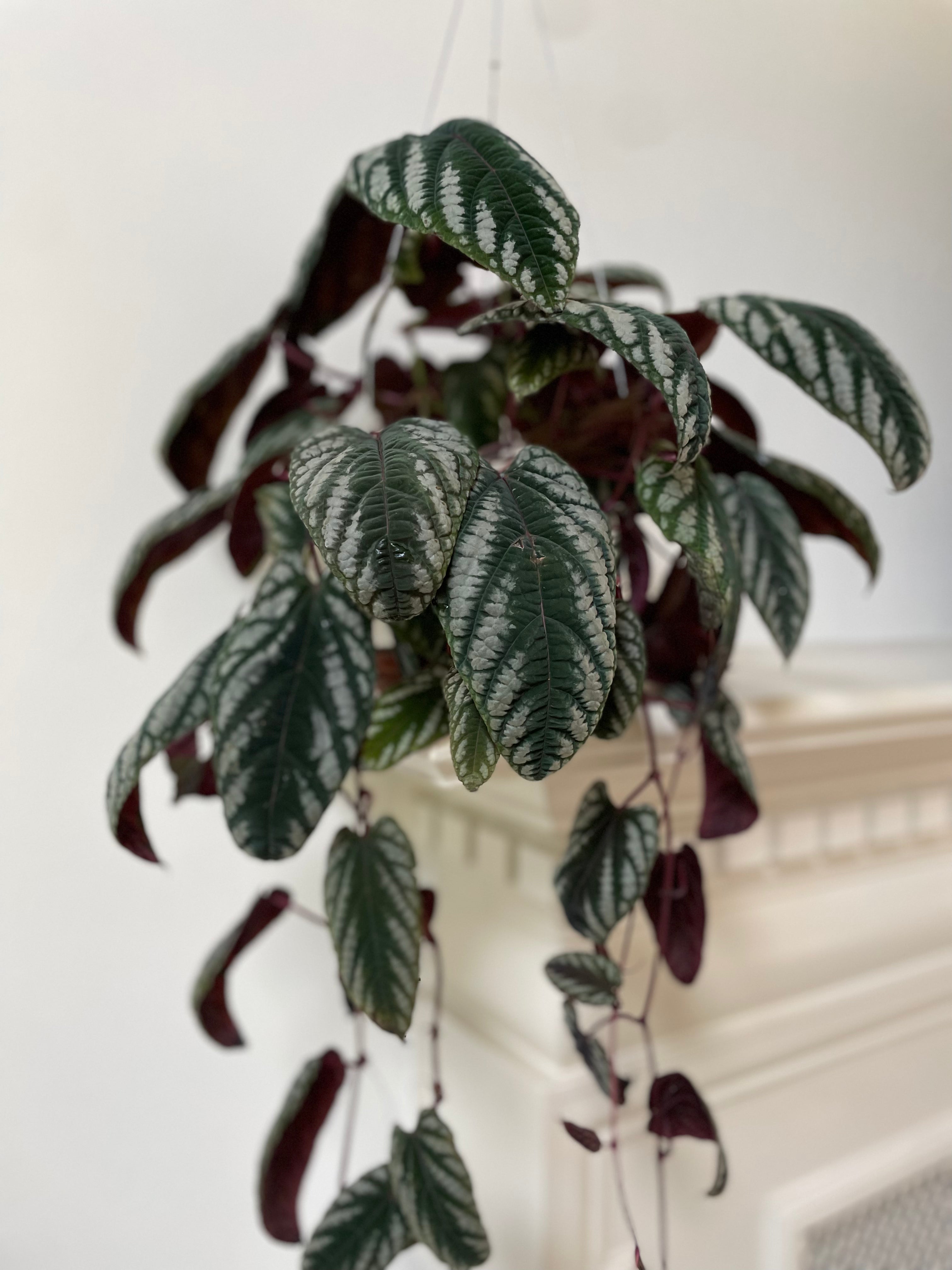 Begonia 'Polygonoides'