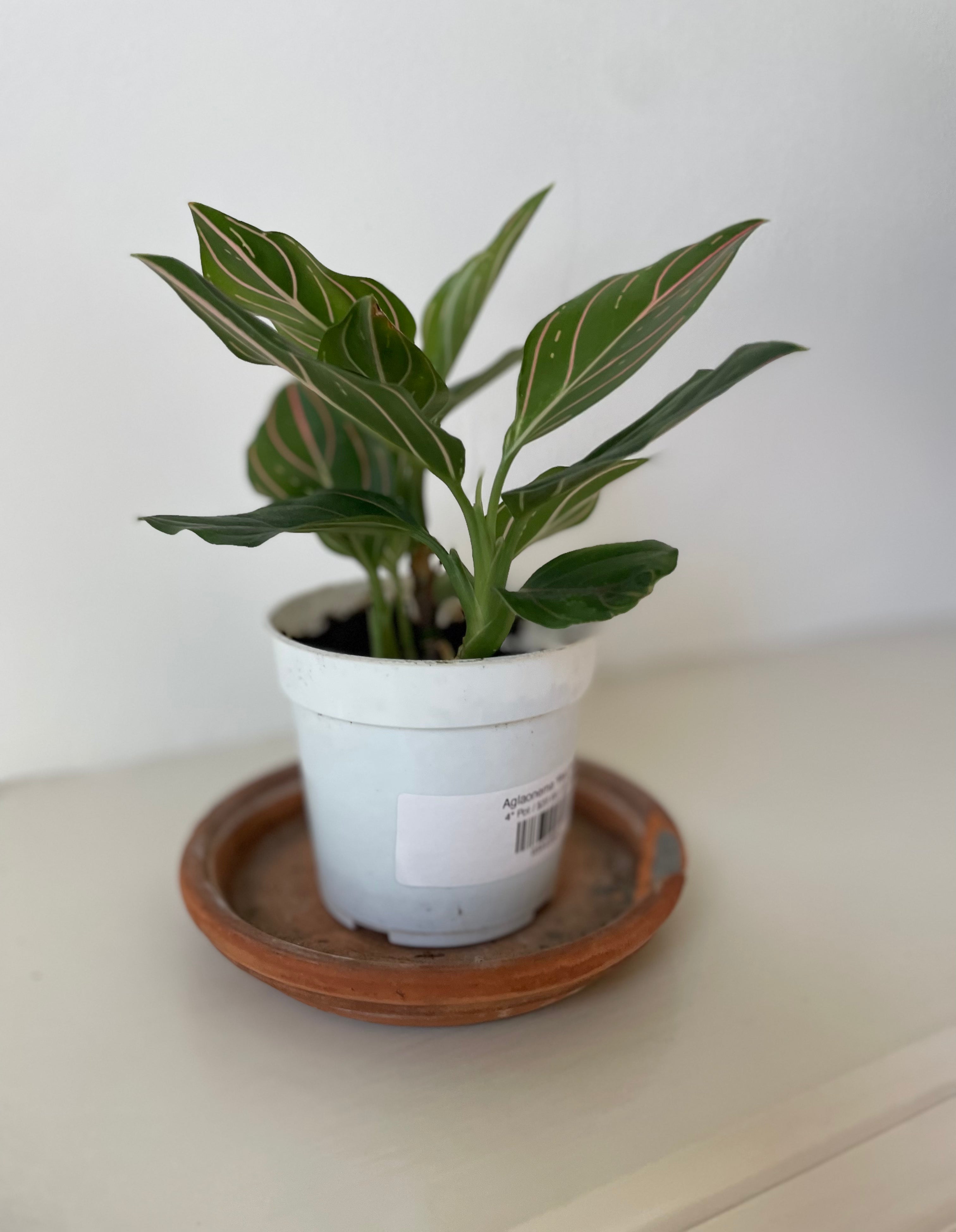 Aglaonema 'Red Vein'