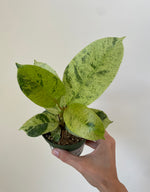 Load image into Gallery viewer, Ficus 'Shivereana Moonshine'
