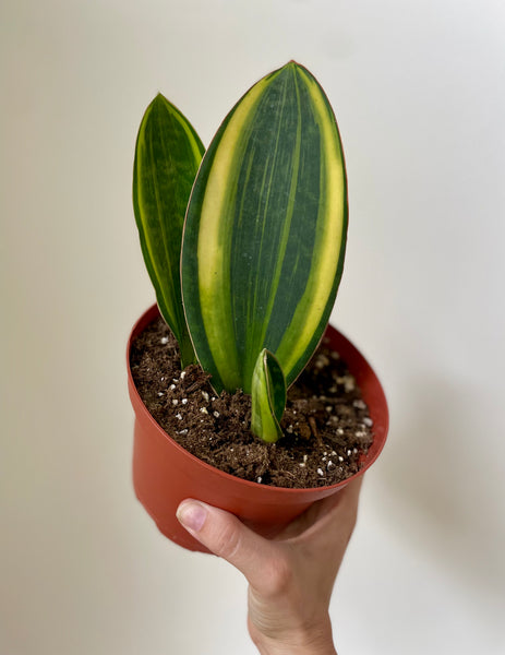 whale fin sansevieria nz Sansevieria Masoniana 'Whale Fin' Variegated – Dirt Bag