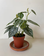 Load image into Gallery viewer, Philodendron 'Brandtianum'
