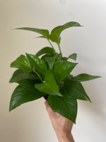 Load image into Gallery viewer, Pothos ‘Jade’
