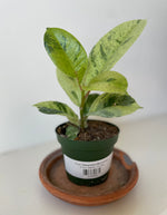 Load image into Gallery viewer, Ficus 'Shivereana Moonshine'
