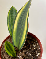 Load image into Gallery viewer, Sansevieria Masoniana ‘Whale Fin’ Variegated
