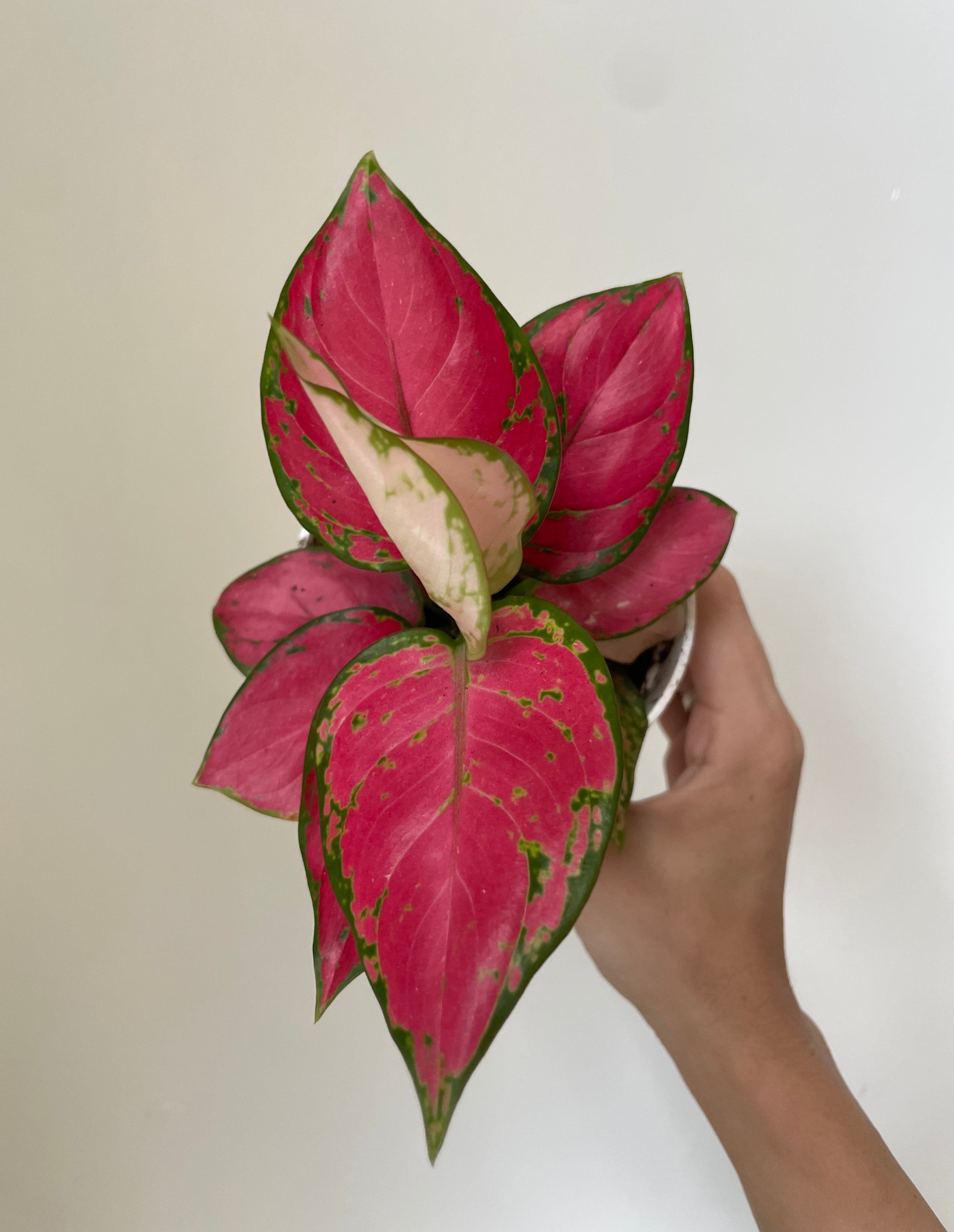 Chinese Evergreen 'Lucky Red'