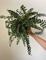 Load image into Gallery viewer, Fern 'Lemon Button'
