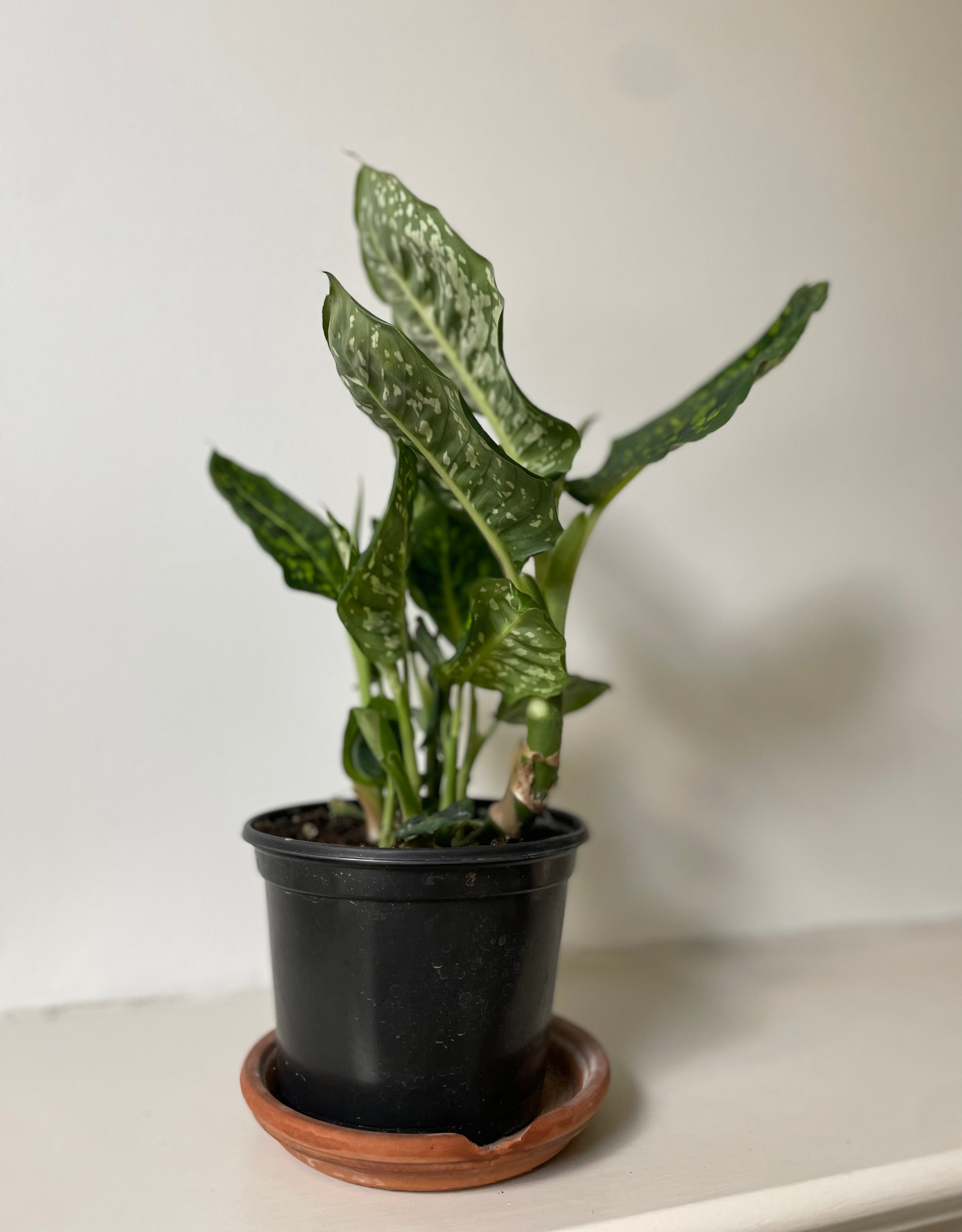 dieffenbachia reflector plant care Dieffenbachia 'Reflector' – Dirt Bag