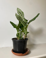 Load image into Gallery viewer, Dieffenbachia 'Reflector’
