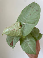 Load image into Gallery viewer, Syngonium 'Milk Confetti'
